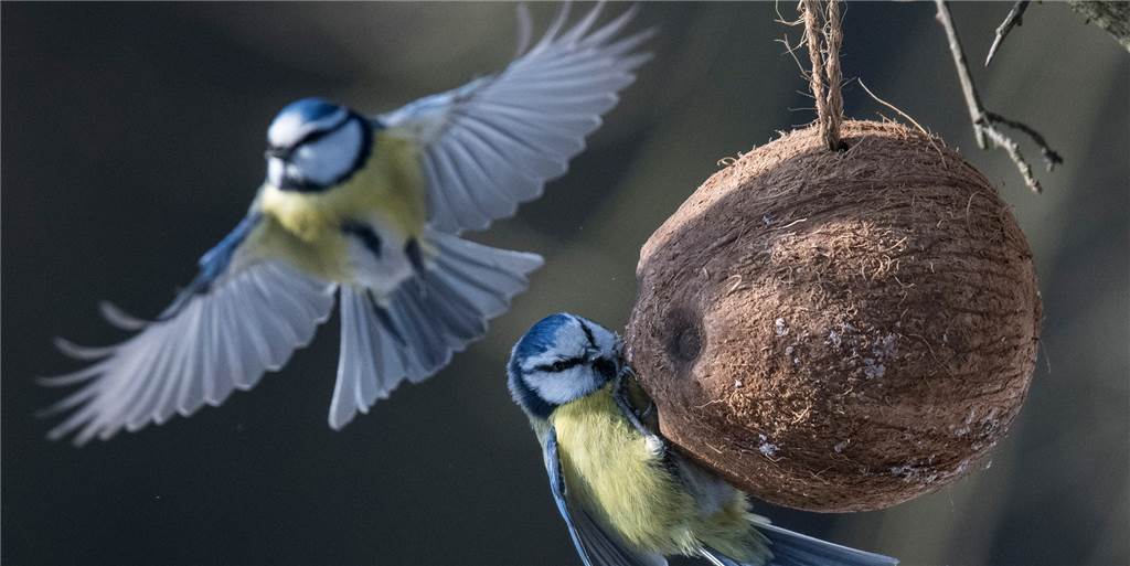 Rätselhafte Lungenkrankheit bedroht Dortmunds Blaumeisen Rätselhafte Lungenkrankheit bedroht Dortmunds Blaumeisen