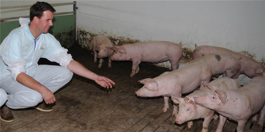 Legdener Schweinemäster von Schlachthof-Schließung schwer getroffen Christian Bomberg mästet Schweine und richtet seinen Betrieb nach den Tierwohl-Richtlinien aus.