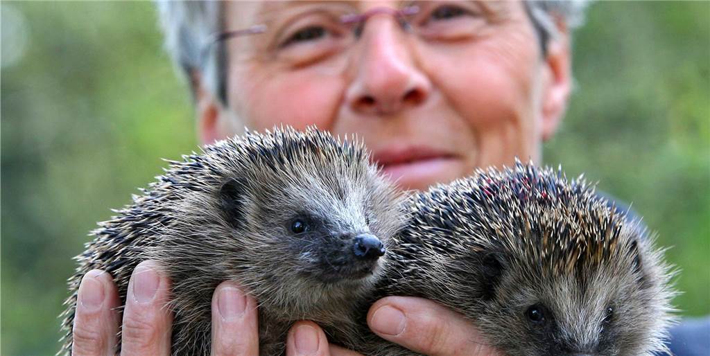 Gesicht zerfetzt, Beine abgetrennt: Dortmunds Gärten als Igel-Alptraum Gesicht zerfetzt, Beine abgetrennt: Dortmunds Gärten als Igel-Alptraum