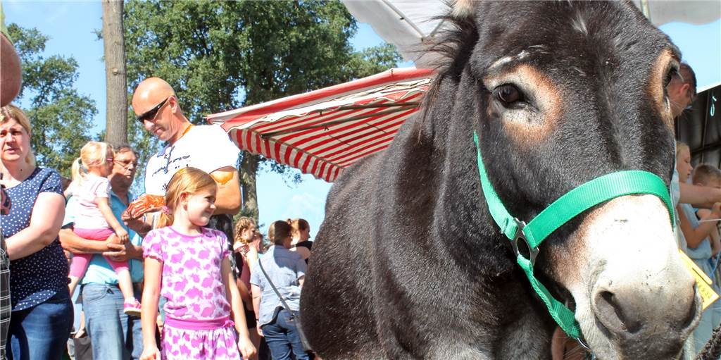 Düstermühlenmarkt abgesagt: Ungewissheit lässt Betreibern keine Wahl Lange hatten sich die Organisatoren die Hoffnung bewahrt, dass der diesjährige Düstermühlenmarkt Ende August stattfinden könnte. Bevor man in die konkreten Planungen eingestiegen wäre, einigte man sich jetzt auf eine frühzeitige Absage. Das Risiko und die Verantwortung seien in der ungewissen Corona-Krise zu groß.