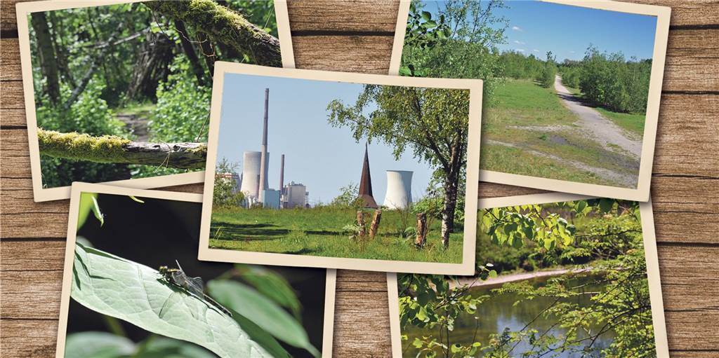 Naturschützer gegen Forensik auf Victoriabrache: „Biotope zerstört“ Eindrücke von Biotopen auf der Victoriabrache. Seit der Schließung der Zeche hat die Natur sich vieles zurückerobert.