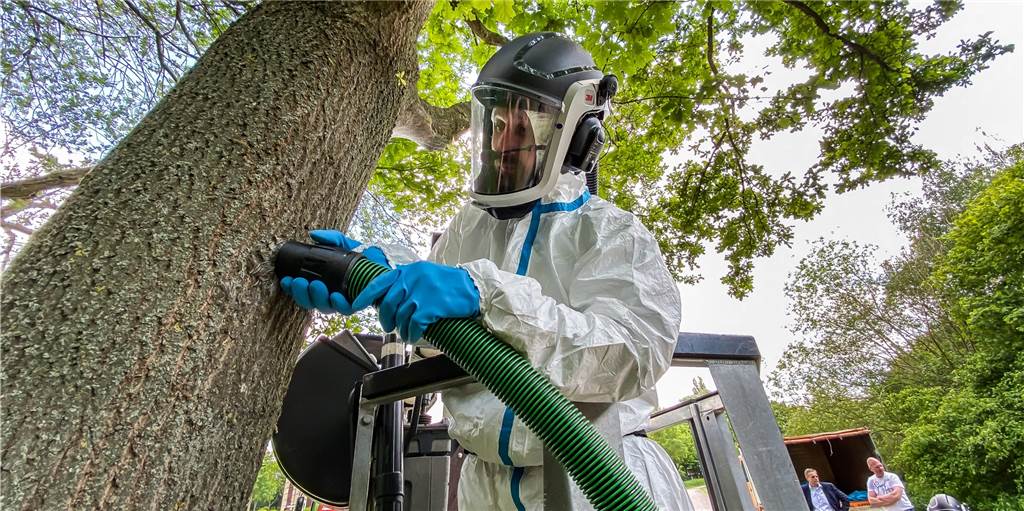 Video: Wie der Eichenprozessionspinner in Dortmund bekämpft wird Video: Wie der Eichenprozessionspinner in Dortmund bekämpft wird