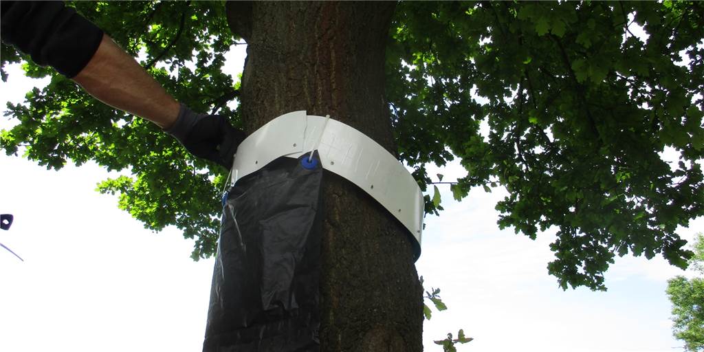 Saison beginnt: Stadt Haltern hängt Fallen für Gift-Raupen auf Ein Mitarbeiter des Baubetriebshofs hängt an der Straße Krumme Meer eine Ringfalle auf, in die die Raupen des Eichenprozessionsspinners hineinfallen sollen.
