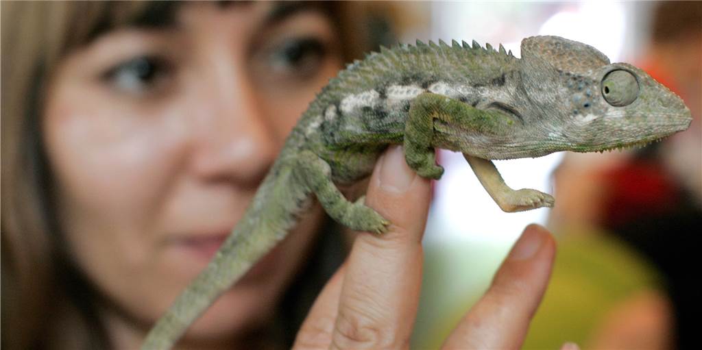 Forderung nach Verbot der Reptilienbörse - für immer Forderung nach Verbot der Reptilienbörse - für immer