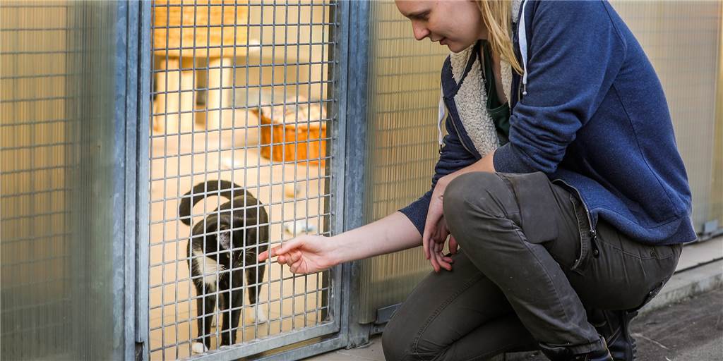 Kurios, aber: Corona-Krise hilft Dortmunder Tierheim Zahl der Tiere im Tierschutzzentrum Dortmund deutlich gesunken.