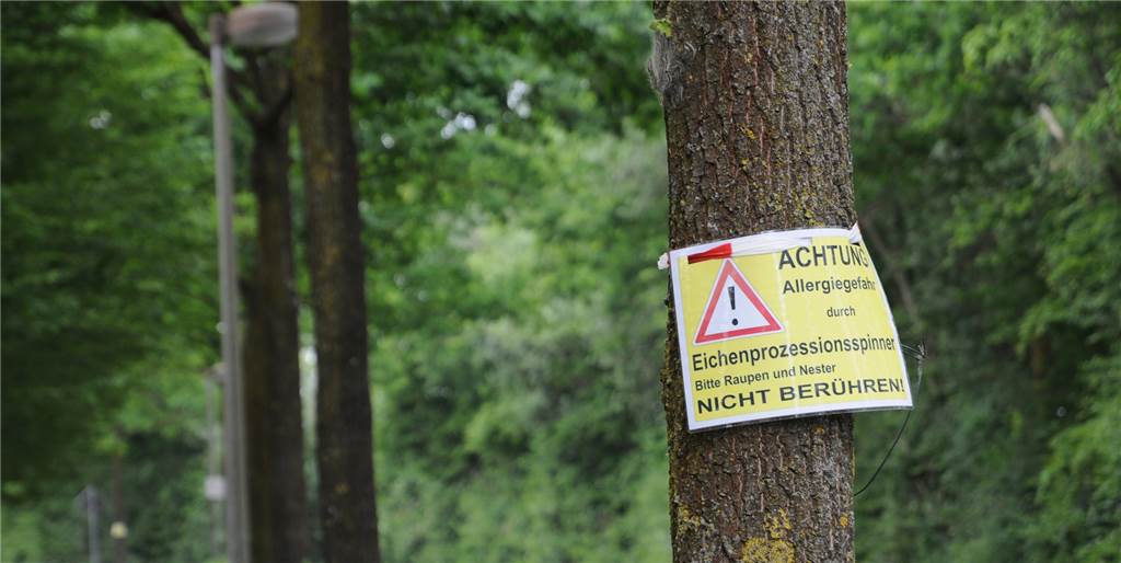 Eichenprozessionsspinner: Legden erprobt Fallen und wartet ab An der Reithalle in Legden warnen Schilder vor dem Eichenprozessionsspinner.