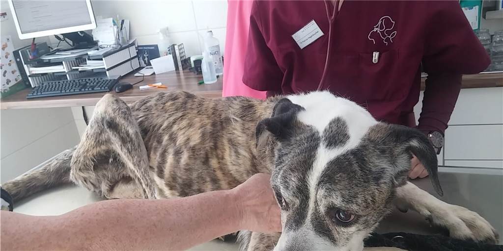 Völlig abgemagert: Tierschützer retten Hündin Cika in letzter Minute Völlig abgemagert: Tierschützer retten Hündin Cika in letzter Minute
