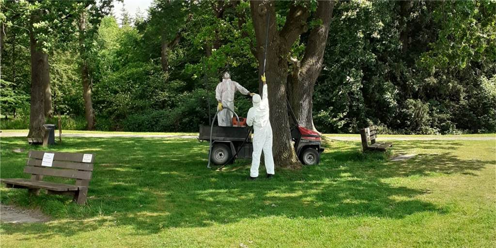 Golfclubmitglieder beseitigen giftige Raupen in Westerwinkel Beim Golfclub Westerwinkel haben die Mitglieder in Eigenregie den Eichenprozessionsspinner bekämpft.