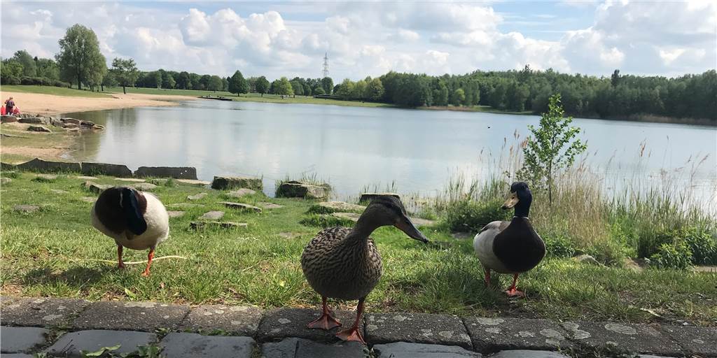 Horstmarer See hat schlechteste Wasserqualität im Land NRW Nicht nur Kanadagänse fühlen sich wohl am Horstmarer See, sondern auch diese Enten.