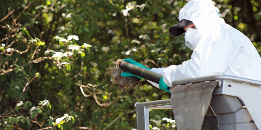 Kampf gegen Eichenprozessions-Spinner: Dauereinsatz für Angelkort Ein Mitarbeiter der Firma Angelkort aus Herbern beim Absaugen eines Nestes des Eichenprozessionsspinners.