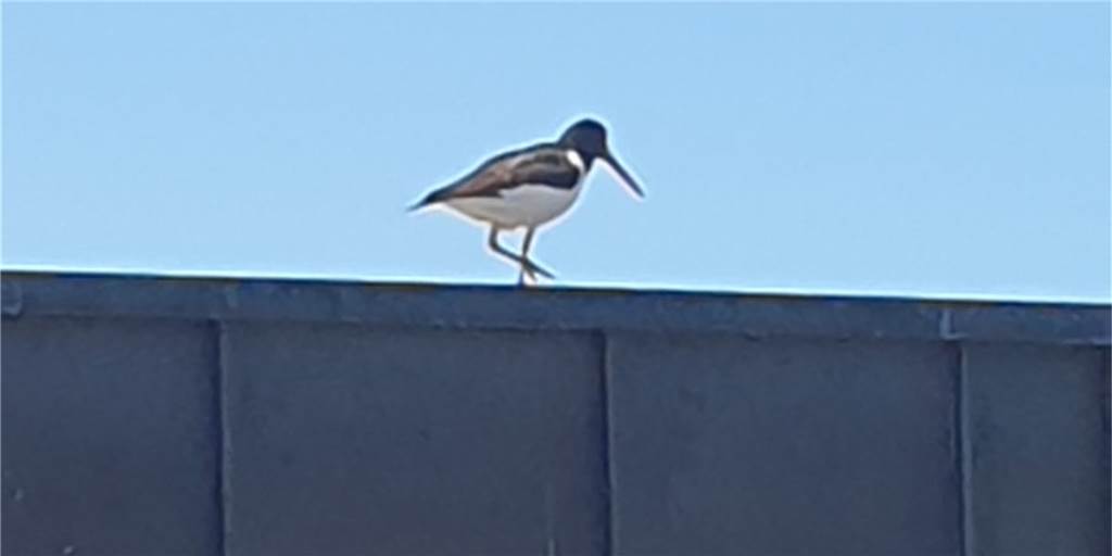 Trotz Baustelle: Nordsee-Vogel nistet auf dem Dach der Olfener Stadthalle Trotz Baustelle: Nordsee-Vogel nistet auf dem Dach der Olfener Stadthalle