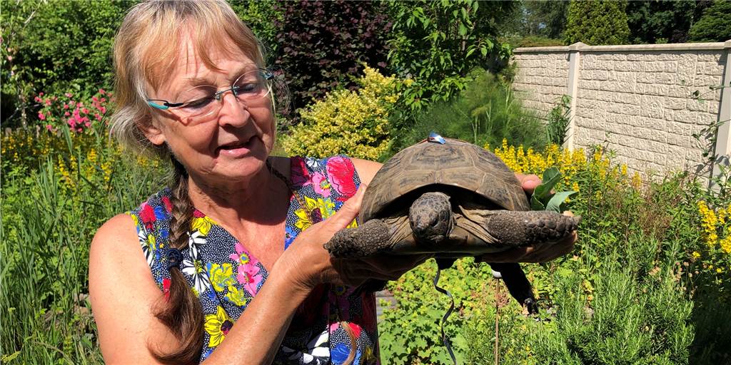 Schildkröte Rüdiger ist wieder da – er kam 200 Meter weit (mit Video) Gaby Lettgen-Knuth freut sich, dass ihre Schildkröte Rüdiger den Ausflug beendet hat.