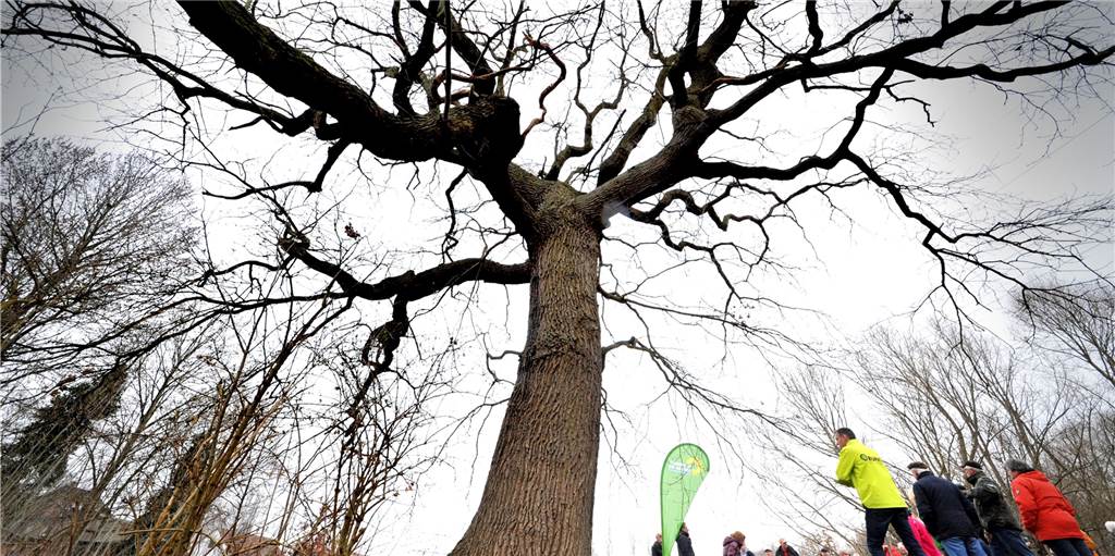Alte-Eiche-Besetzer HambiPotter will Wohnen am Emscherufer ganz verhindern Ein Bild aus den ersten Tagen des Protestes zum Erhalt der Alten Eiche im März 2019. Inzwischen hat sie ein stürmisches Jahr hinter sich gebracht und wird erhalten bleiben.