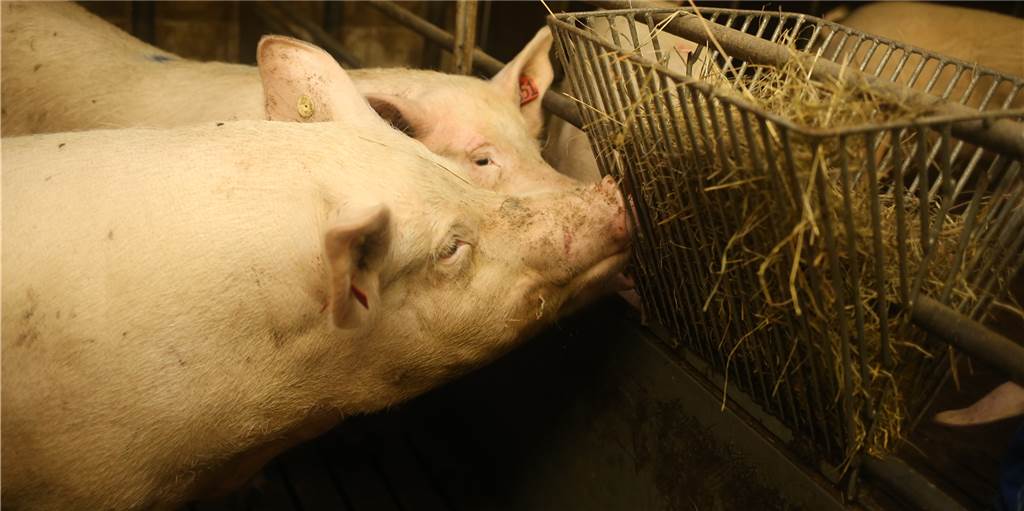 Schweine aus Herbern werden nach Tönnies-Schließung woanders geschlachtet Nachdem der Schlachthof der Firma Tönnies in Rheda-Wiedenbrück wegen Corona geschlossen wurde, müssen auch Landwirte aus Herbern umdisponieren.