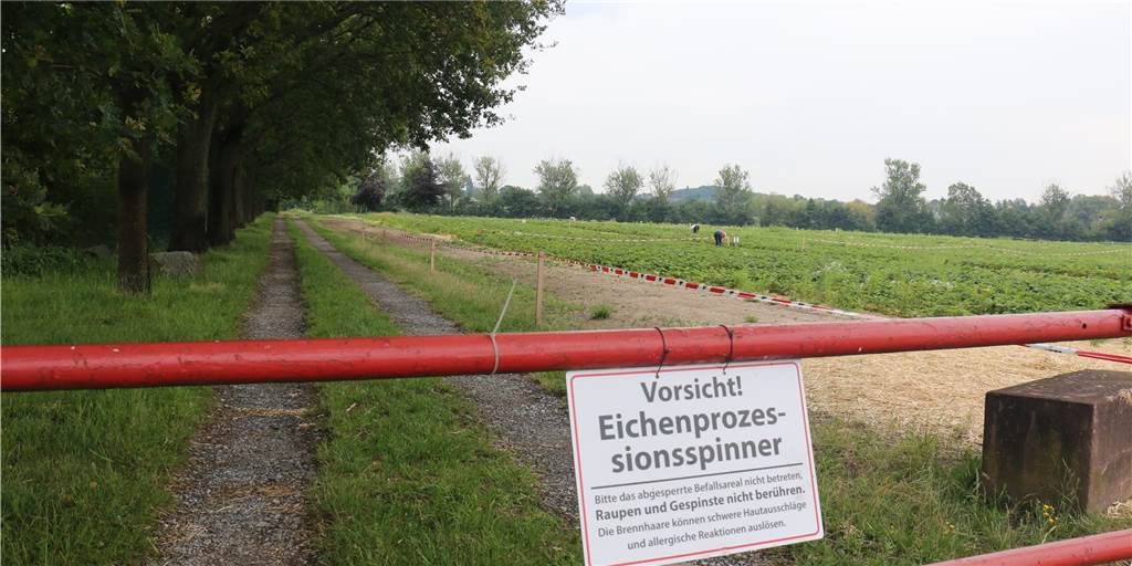 Eichenprozessionsspinner neben Erdbeerfeld: Selbstpflücker äußern ihre Bedenken Kurioser Anblick: Direkt neben dem Erdbeerfeld an der Münsterstraße/B54 sind die Bäume mit Eichenprozessionsspinnern befallen.