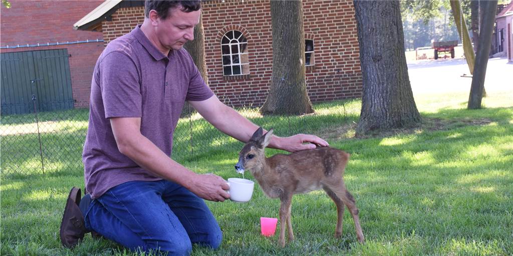 Süße Videos und Fotos: Lüntener rettet kleines Rehkitz und zieht es auf Alle fünf Stunden füttert Josef Schroer Rehkitz Oskar. Er bekommt angerührte Ziegenmilch aus einer Tasse.