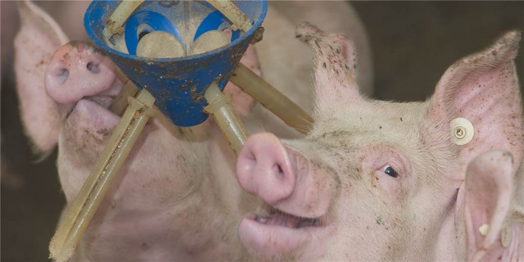 Corona bei Westfleisch und Tönnies: Wohin mit den Schweinen? Corona bei Westfleisch und Tönnies: Wohin mit den Schweinen?