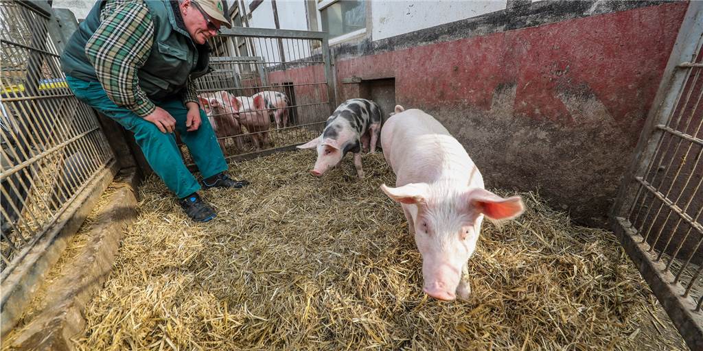 Tönnies-Skandal: Woher kommt das Fleisch in Castrop-Rauxels Hofläden? Die Schweine auf Dingebauers Neuland-Hof haben auch Auslauf.