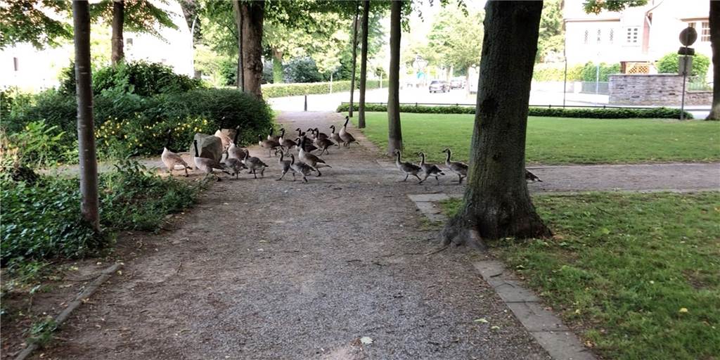 Gänsekot-Beschluss: Mit einem Trick will man den Tieren das Handwerk legen Die Gänse haben sich prächtig vermehrt in den letzten Jahren. Sie ziehen oft in großen Gruppen durch den Stadtgarten. Auch auf dem Marktplatz wurden sie schon gesichtet.