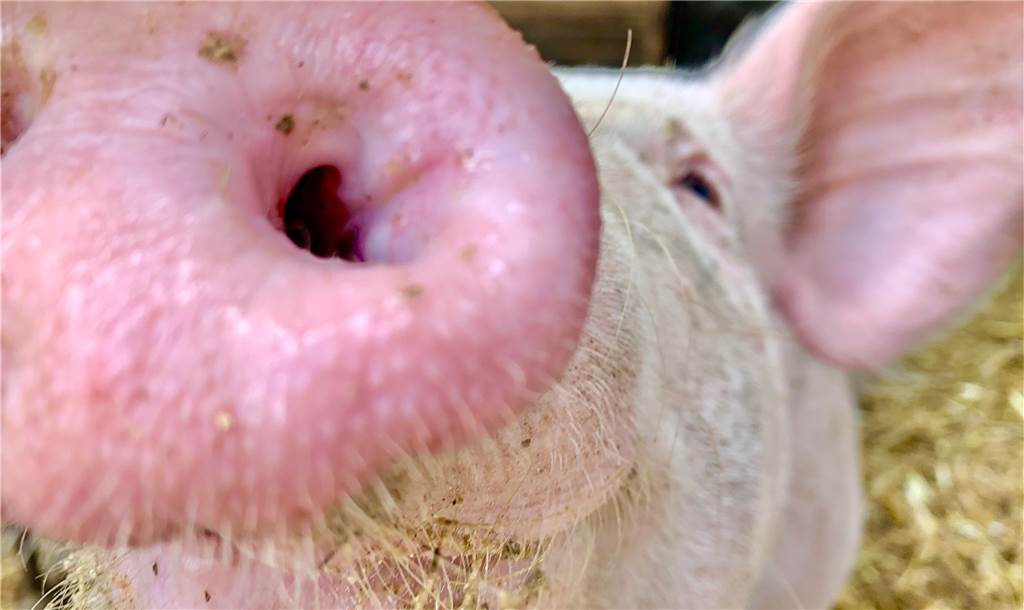 Biohof in Dortmund: Keine Schweinereien mit dem Schweinefleisch Gut haben sie’s, die Schweine auf dem Schultenhof.