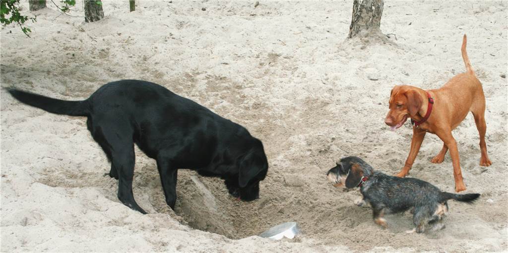 Hundewiese im Erinpark: Eine alte Idee nimmt wieder Fahrt auf Herumtollende Hunde auf der Hundewiese in Ickern. 2017 war gerade einmal wieder neuer Sand angeliefert worden. Auch im Erinpark hat der Plan, eine Hundewiese auszuweisen, wieder Fahrt aufgenommen.