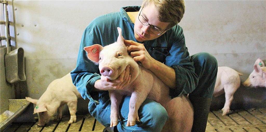 Rückstau von Schweinen: So teuer ist die Tönnies-Krise für Herberner Landwirte Schweinebauern wie Christoph Selhorst aus Herbern müssen schauen, wo sie die schlachtreifen Tiere unterbringen können. Durch die Tönnies-Schließung und der gedrosselten Produktion bei Westfleisch spitzt sich die Lage weiter zu.