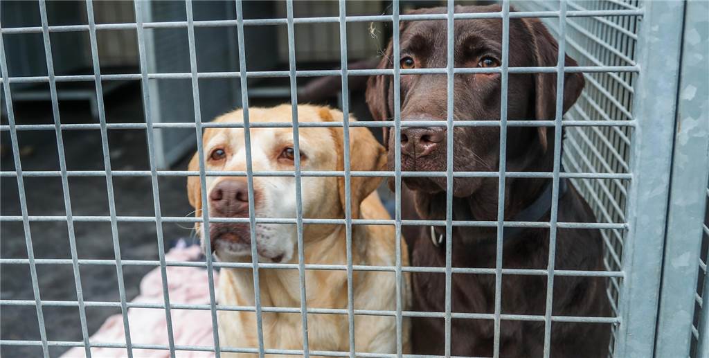 Coronavirus bei Haustieren: Tierheim schickt Hund in Quarantäne Coronavirus bei Haustieren: Tierheim schickt Hund in Quarantäne