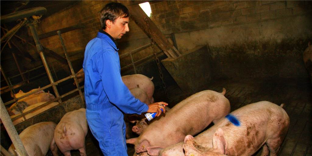 Schlachthof geschlossen: Große Sorgen bei heimischen Schweinezüchtern Hubert Glitz zeichnet auf diesem Archiv-Foto die für den Schlachthof ausgewählten Schweine an.