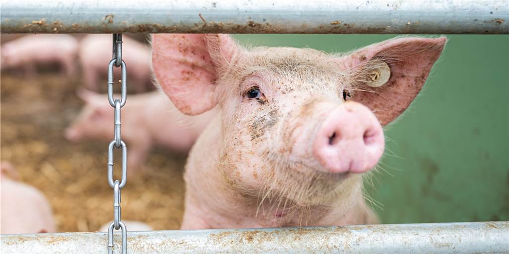In Selm leben fast alle landwirtschaftlichen Betriebe von Viehhaltung In Selm leben fast alle landwirtschaftlichen Betriebe von Viehhaltung