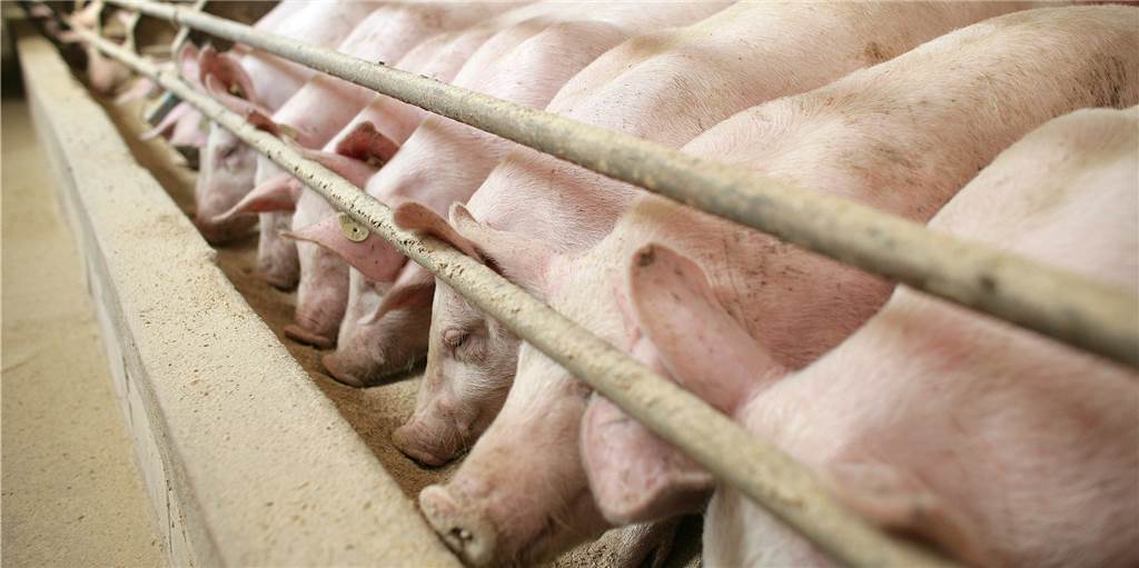 Die Ställe sind voll: Auch nach der schrittweisen Wiederaufnahme der Produktion im Fleischbetrieb Tönnies bleiben mehr schlachtreife Schweine in den Ställen als geplant. Eine Entlastung für die Landwirte gibt es noch nicht, sagt Christoph Selhorst, Schweinebauer aus Herbern.