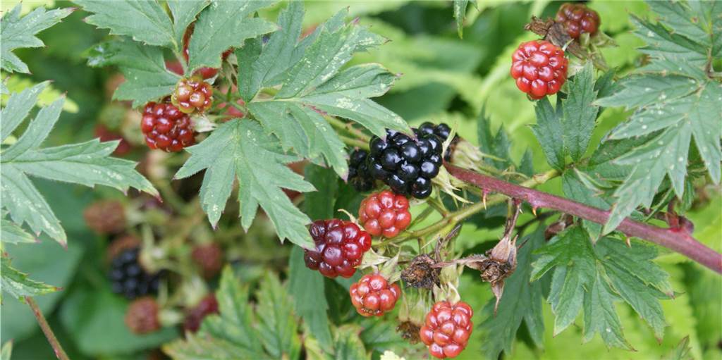 Obst am Wegesrand und im Wald pflücken: darf man das? Obst am Wegesrand und im Wald pflücken: darf man das?