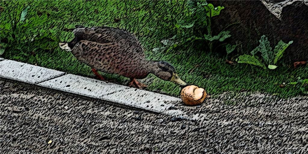 Unbewusst vom Tierfreund zum Tierquäler Selbst ganze Brötchen werfen Menschen den Enten hin, die damit natürlich nichts anfangen können. Aber vielleicht die Ratten.