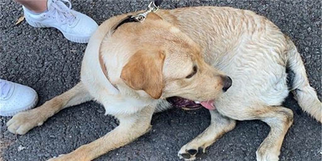 Missverständnis oder Vorsatz? – ausgesetzter Hund aus Tierheim abgeholt Der Labrador-Rüde wurde am Donnerstagabend (30.7.) zunächst ins Tierheim nach Dorstfeld gebracht.