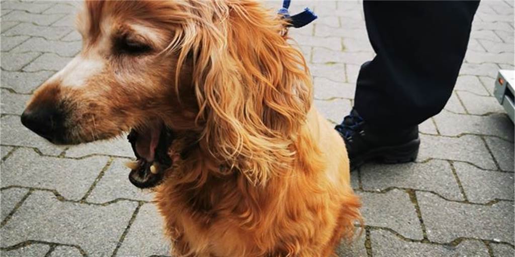 Ohne Wasser vor dem Supermarkt: Hündin wartet vergeblich auf Besitzer Die Cockerspaniel-Hündin wurde vor einem Penny-Markt sitzen gelassen.