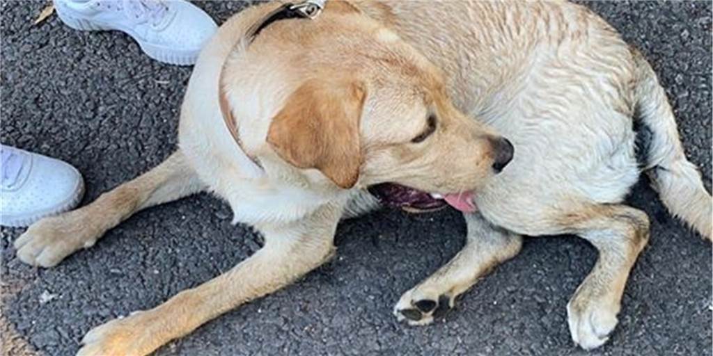 Mutmaßlich ausgesetzter Labrador soll Besitzern „entlaufen“ sein Am Donnerstagabend (30.7.) wurde der Labrador-Rüde ins Tierheim gebracht. Bereits am Freitag wurde er wieder von seinen Besitzern abgeholt.