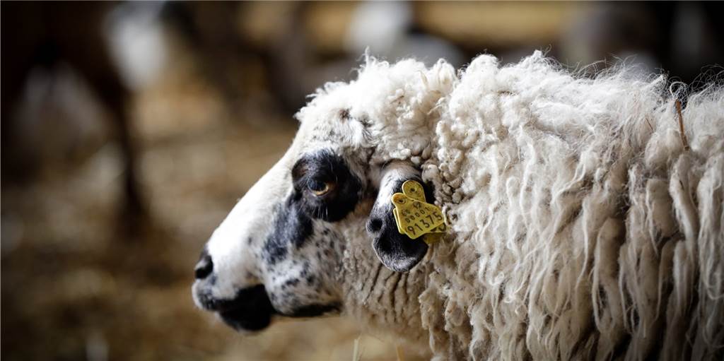 Geflüchtetes Schaf: „Es hat uns alle an der Nase herumgeführt“ Ein Schaf sorgte am Mittwochabend für Straßensperrungen. Noch ist es nicht wieder eingefangen.