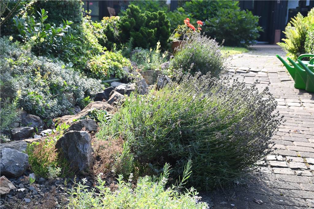 RN-Sommerserie: Udo Holz hat einen Cottage-Garten mitten in Selm