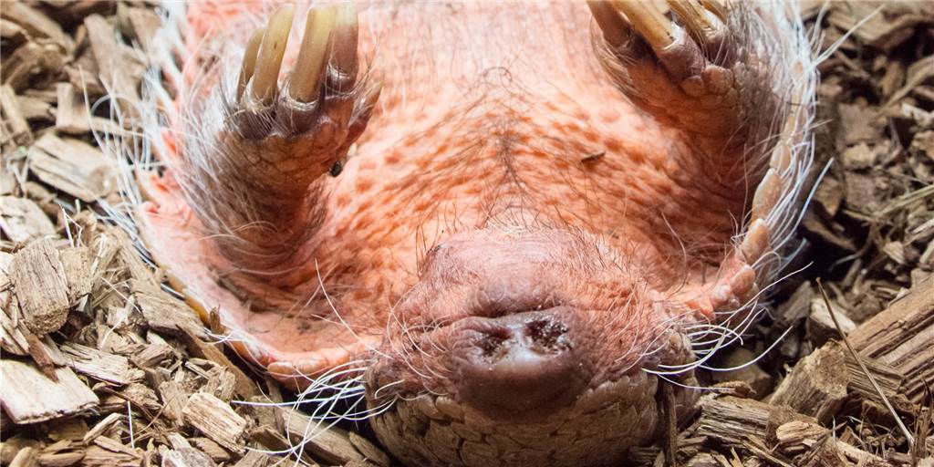 Hitzewelle: Sogar Tierarten aus Afrika ist es im Dortmunder Zoo zu heiß Derart entspannt verschläft Sechsbinden-Gürteltier Kasimir die Hitze.