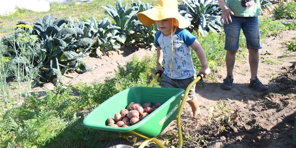 Solidarische Landwirtschaft Bork: Kinder lernen auf dem Acker fürs Leben Während des Aktionstages der Solawi Lippeauen Bork wurde auch erstmals auf dem neuen Kinderacker geerntet.