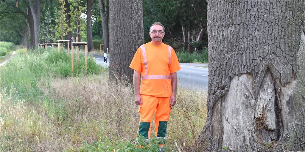 Straßen.NRW kümmert sich um die 200 Jahre alte Baumallee in Lembeck Oliver Schulte steht an einem seiner zahlreichen Arbeitsplätze. An der L 608 kontrolliert er den Zustand der alten Eichen und der Jungbäume.