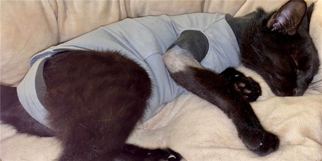 Mit Luftgewehr auf Katze geschossen: „Jemand wollte sie umbringen“ Katze Luna musste operiert werden.