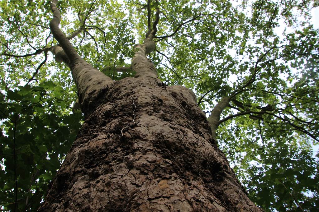 Volkspark Brambauer: Entspannen und Spielen mitten im Stadtteil
