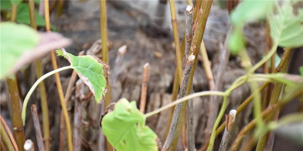 Vermummte Täter stehlen immer wieder Pflanzen aus privatem Garten Zahlreiche Äste werden im Garten einer Vredenerin immer wieder abgeschnitten.