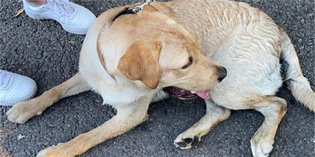 Ausgesetzter Labrador: Ordnungsamt entscheidet über endgültiges Zuhause Der Labrador-Rüde war Ende Juli aus dem Revierpark Wischlingen zunächst ins Tierheim nach Dorstfeld gebracht worden. Dort holte seine Halterin ihn wieder ab - und musste sich danach mehreren Verfahren stellen.