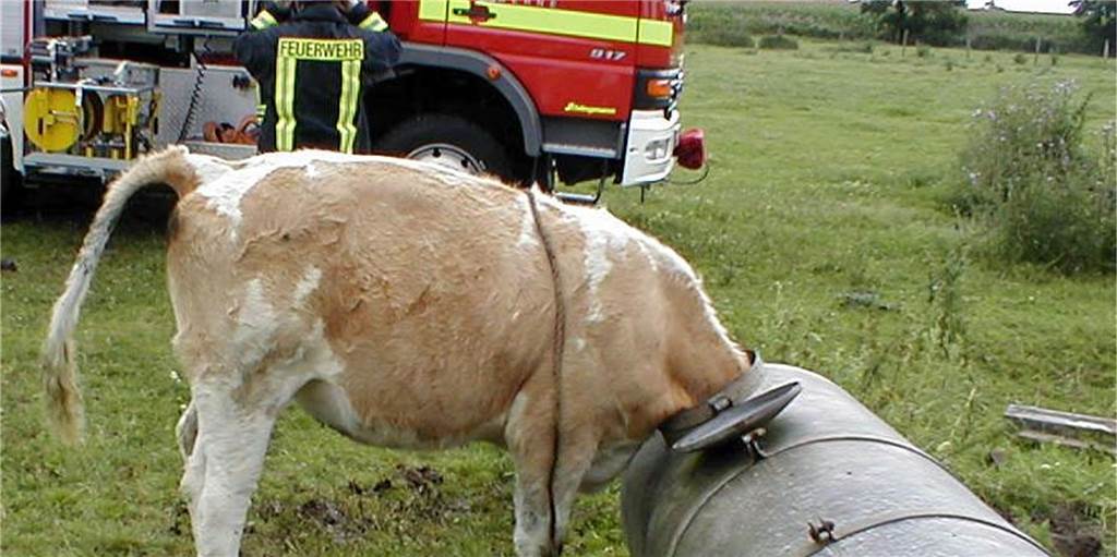 Eine Kuh ohne Köpfchen wird berühmt über Werne hinaus Kurioser Einsatz im Juli 2001: Die Retter mussten Kuh Lisa befreien.