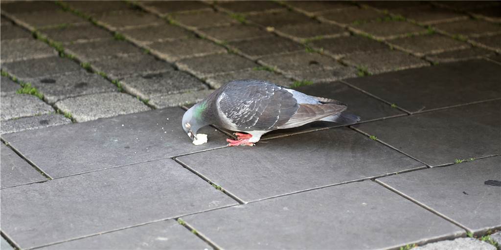 Füttern verboten - aber Stadttaubenhilfe Schwerte hat einen Plan Die Stadttauben möchten die Tierfreundinnen aus der Innenstadt zu einem betreuten Taubenschlag umsiedeln.