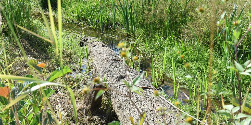 Emrichbach in Oldenkott schlängelt sich wieder durch die Natur Der Emrichbach schlängelt sich seit der Renaturierung durch Gräser und an Totholz vorbei.