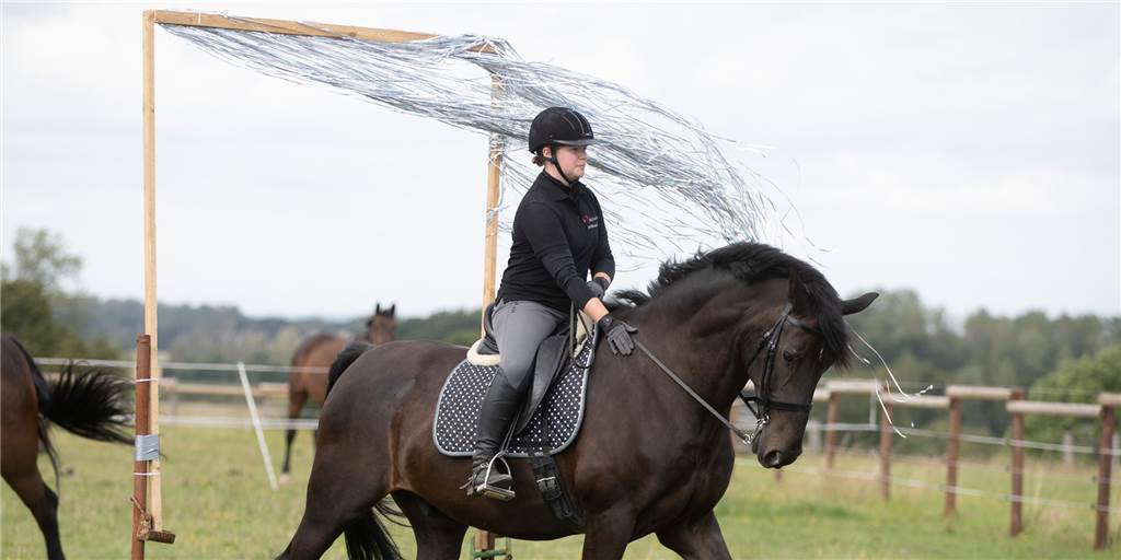 Working Equitation - die etwas andere Reitsportart ist in Nordkirchen zu Hause
