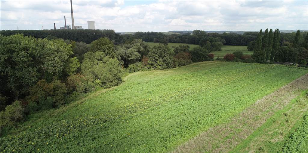 Initiative für Blühstreifen: Landwirt aus Lünen will Modell für alle Aus der Luft ist zu sehen, dass Kuhne das Feld in verschiedene Streifen eingeteilt hat. Eine solche Struktur sei für viele Tiere besonders wichtig, sagt er.