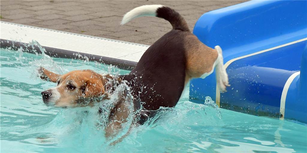 Hundeschwimmen: Stadtwerke prüfen Möglichkeit im Freibad Cappenberger See